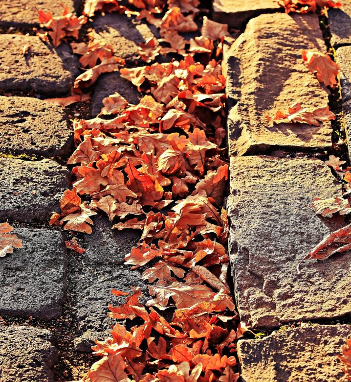 Free stock image of Autumn Leaves created by Pixabay