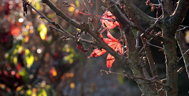 Free stock image of Autumn Leaves created by Pixabay