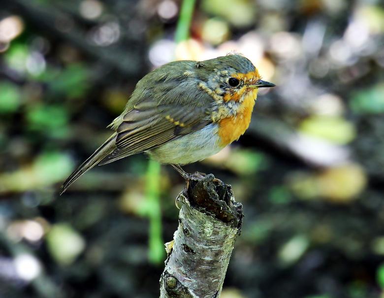 Free stock image of Bird on the Broken Branch created by Pixabay