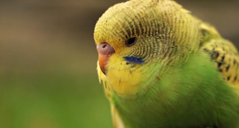 Free stock image of Cute Budgie created by Pixabay