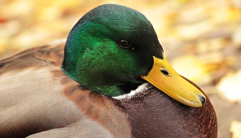 Free stock image of Drake Closeup created by Pixabay