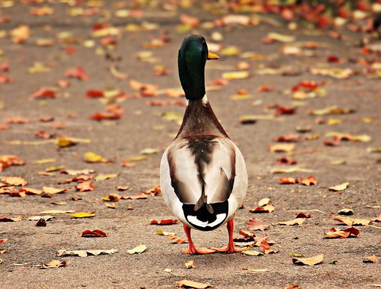 Free stock image of Lonely Drake created by Pixabay