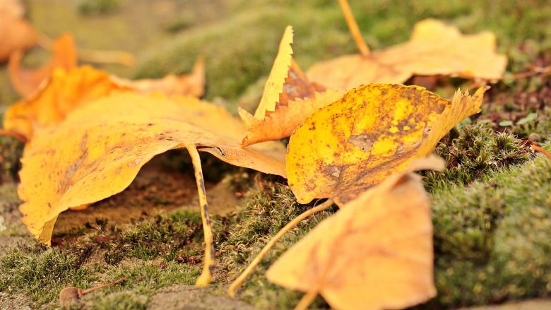 Free stock image of Fall Leaves created by Pixabay