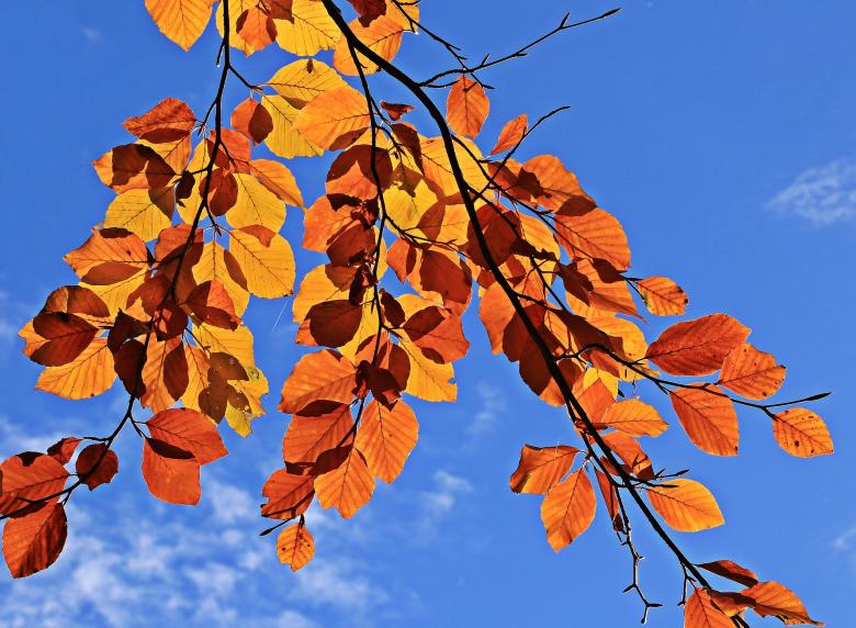 Free stock image of Fall Leaves created by Pixabay