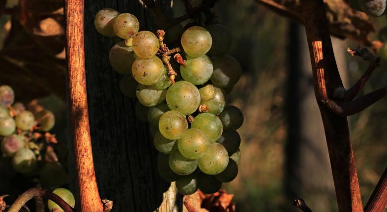 Free stock image of Macro Grapes created by Pixabay