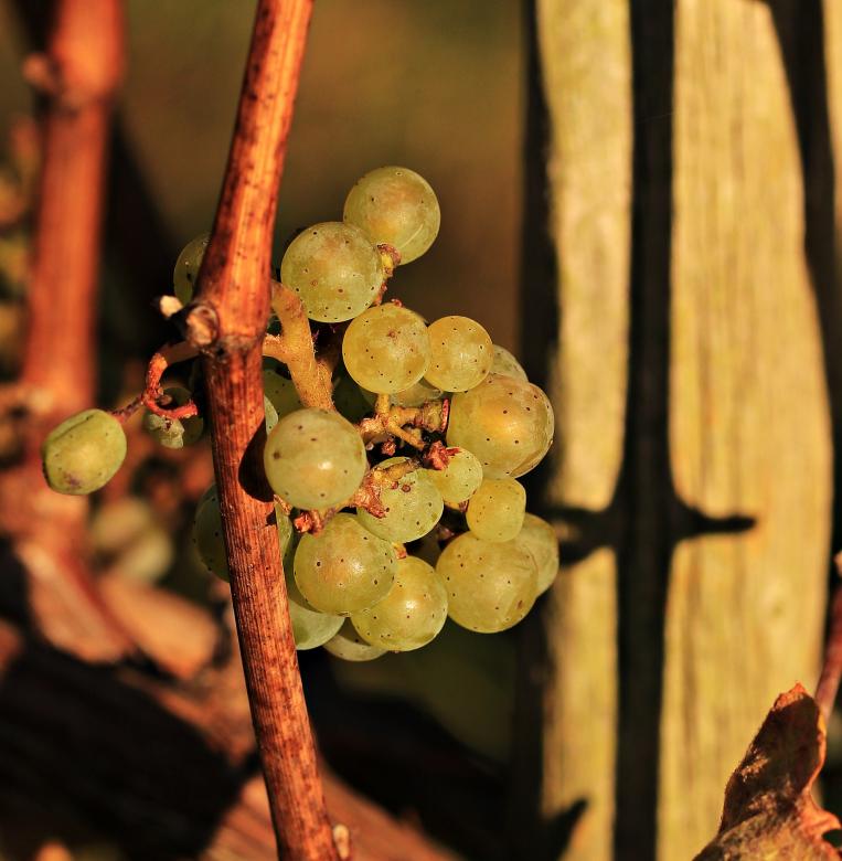Free stock image of Macro Grapes created by Pixabay