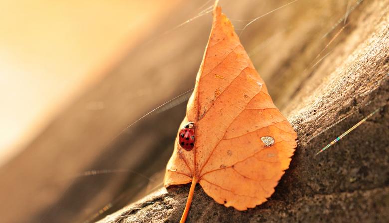 Free stock image of Ladybug and the Leaf created by Pixabay