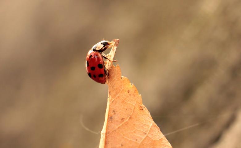 Free stock image of Ladybug and the Leaf created by Pixabay