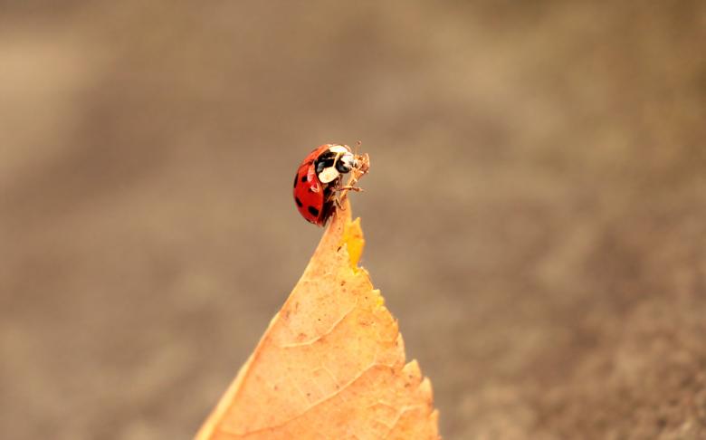 Free stock image of Ladybug and the Leaf created by Pixabay