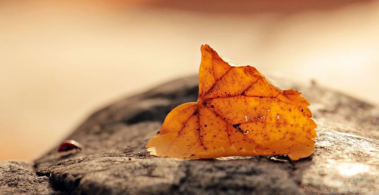 Free stock image of Ladybug and the Leaf created by Pixabay
