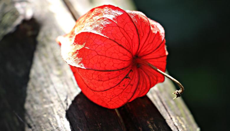 Free stock image of Lampionblume Closeup created by Pixabay