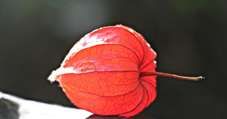 Free stock image of Lampionblume Closeup created by Pixabay