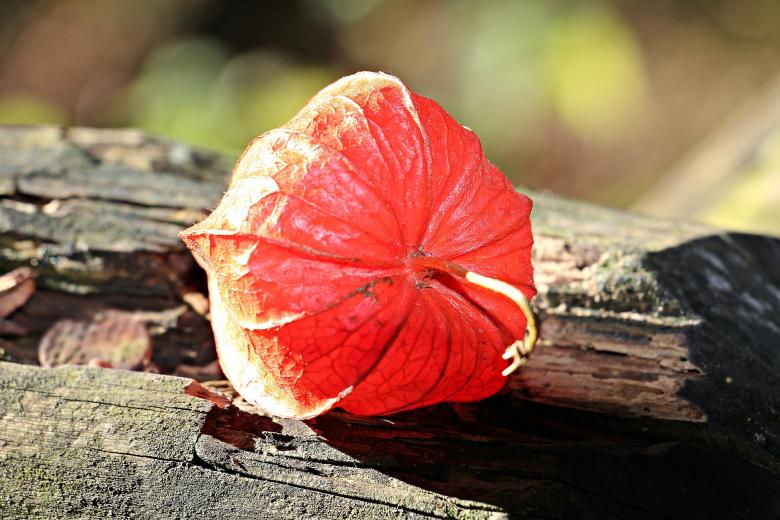 Free stock image of Lampionblume Closeup created by Pixabay