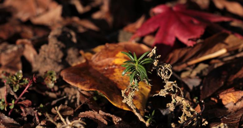 Free stock image of Macro leaves created by Pixabay