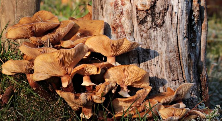 Free stock image of Wild Mushrooms created by Pixabay