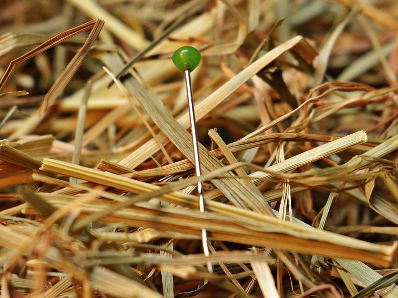 Free stock image of Needle in the Haystack created by Pixabay