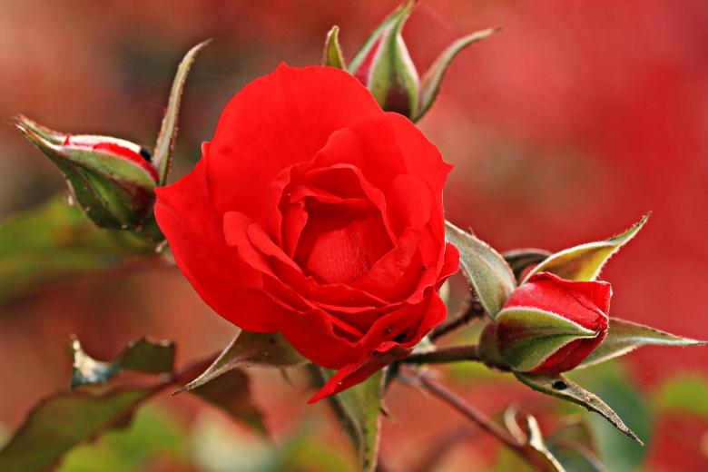 Free stock image of Red Rose created by Pixabay