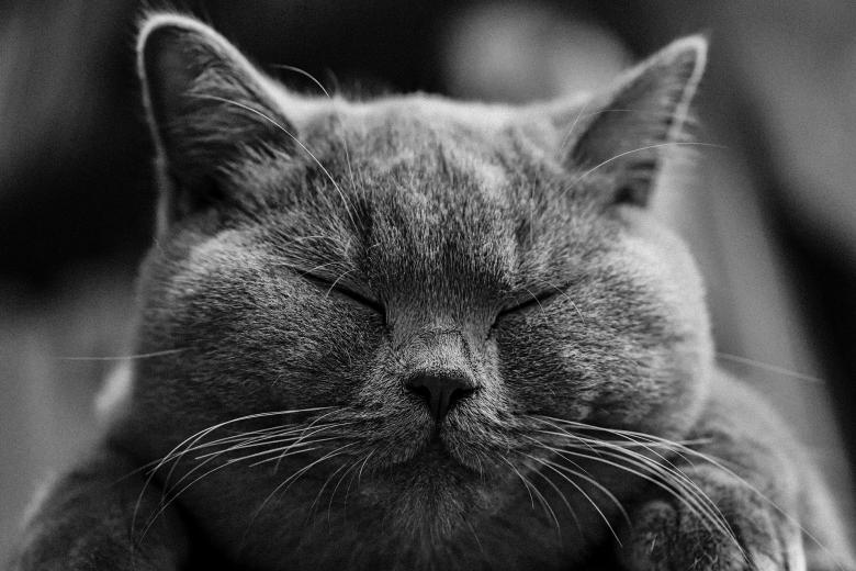 Free stock image of Closed Eyes created by Pixabay