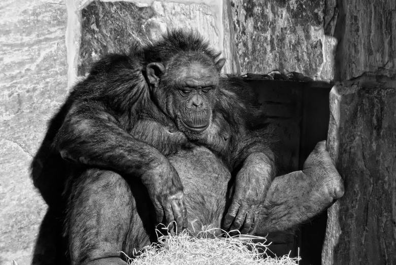 Free stock image of Resting Chimpanzee created by Pixabay