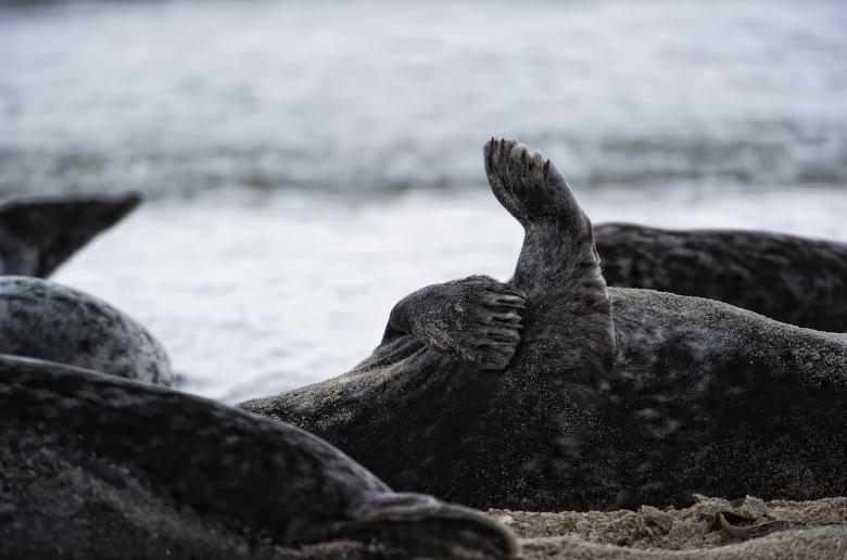 Free stock image of Relaxing Seal created by Pixabay