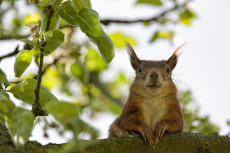 Free stock image of Squirrel Posing created by Pixabay