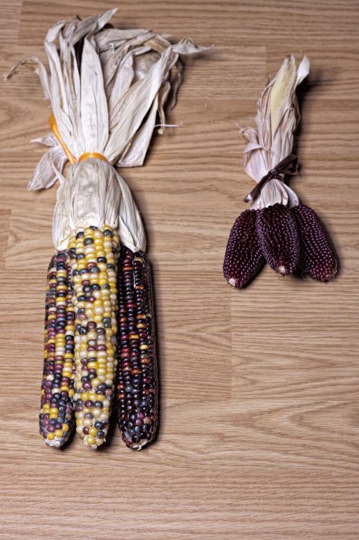 Free stock image of Corn created by Geoffrey Whiteway
