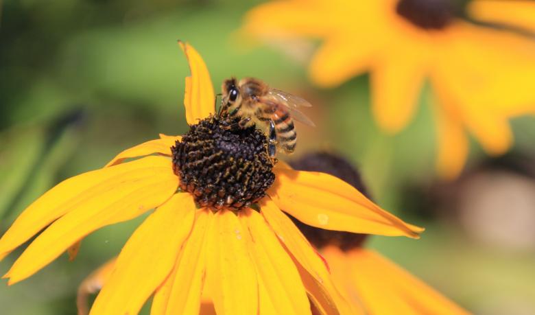 Free stock image of Bee on the Flower created by Pixabay
