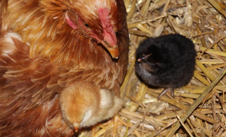 Free stock image of Rooster n Chicks created by Pixabay