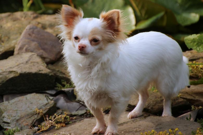 Free stock image of Cute Chihuahua created by Pixabay