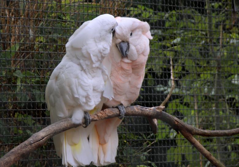 Free stock image of Cockatoos in the Park created by Pixabay