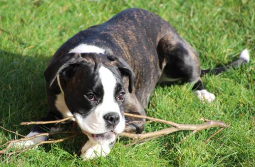 Free Stock Photo of Pet Dog