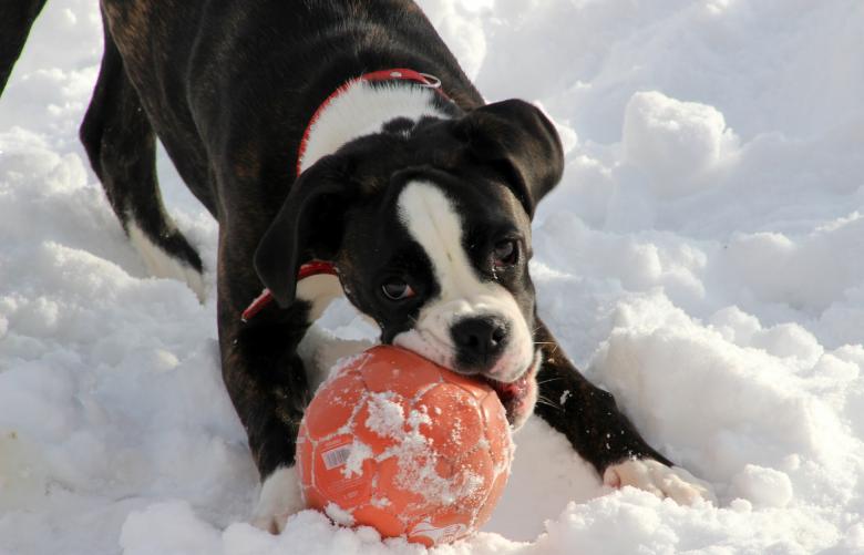 Free stock image of Dog in Winter created by Pixabay