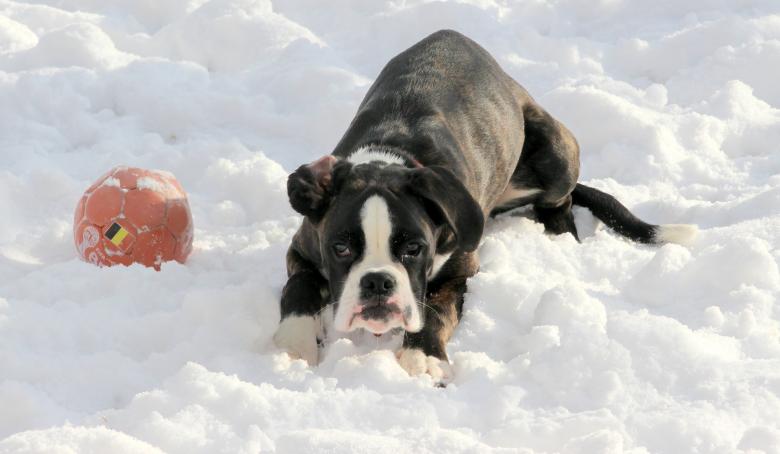 Free stock image of Dog in Winter created by Pixabay