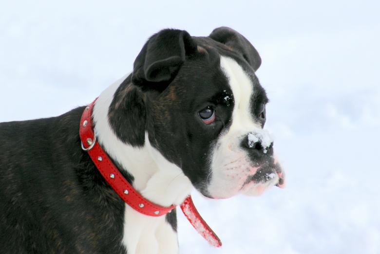 Free stock image of Dog in Winter created by Pixabay