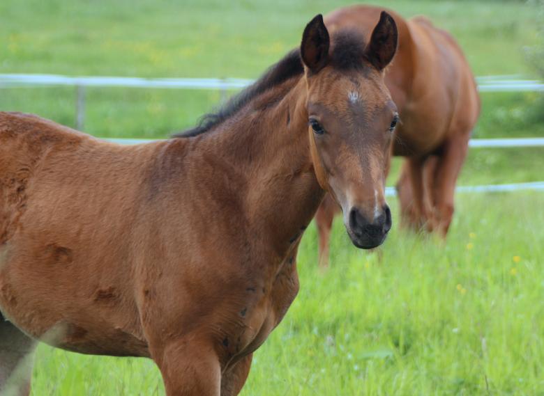 Free stock image of Foal in the Farm created by Pixabay
