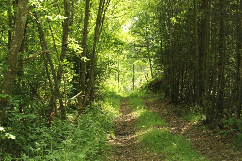 Free stock image of Forest Path created by Pixabay