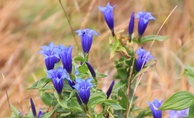 Free stock image of Fresh Gentian created by Pixabay
