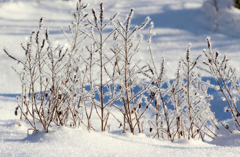 Free stock image of Frozen Grass created by Pixabay