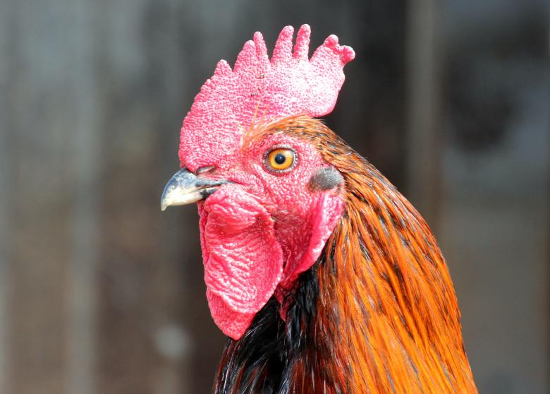 Free stock image of Macro Rooster created by Pixabay