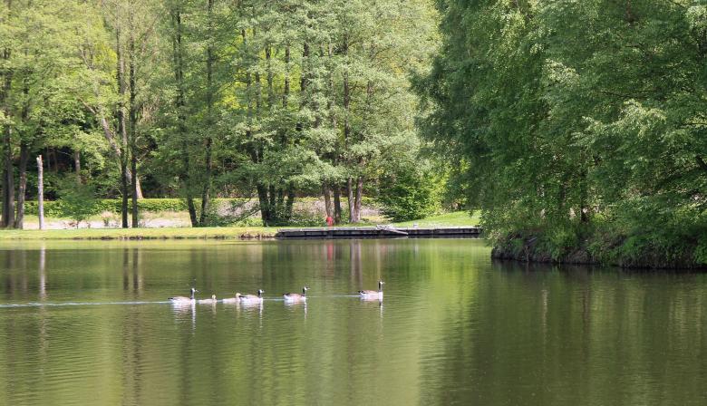 Free stock image of Ducks in the Lake created by Pixabay