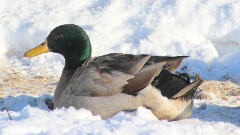 Free stock image of Mallard Duck created by Pixabay