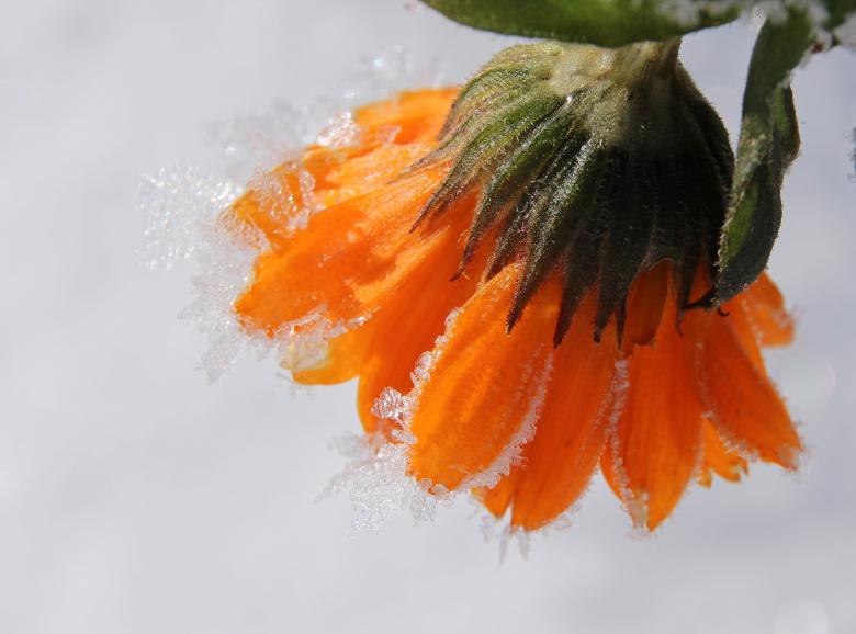Free stock image of Frozen Marigold created by Pixabay