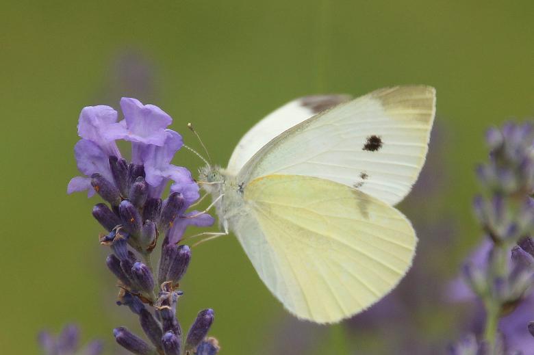 Free stock image of White Ling in the Garden created by Pixabay