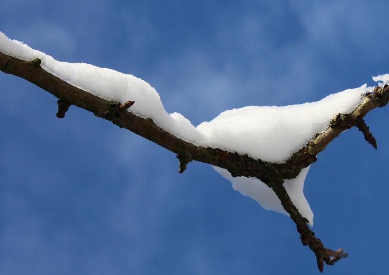 Free stock image of Snow on the Branch created by Pixabay