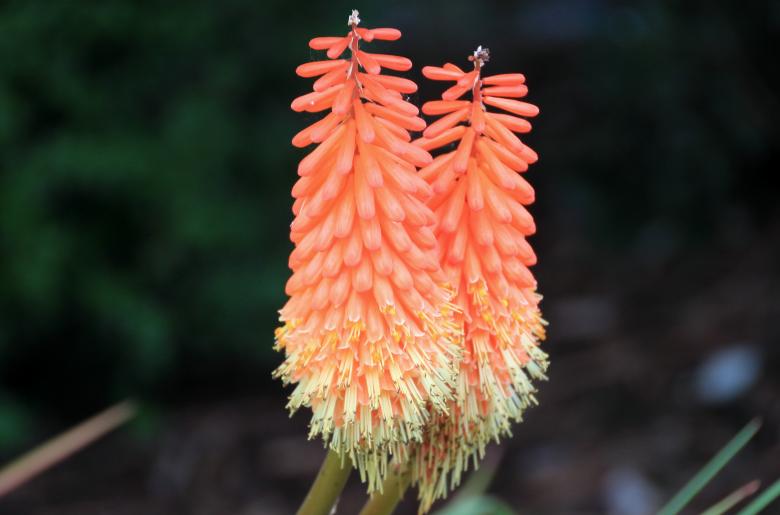 Free stock image of Torch Lily created by Pixabay