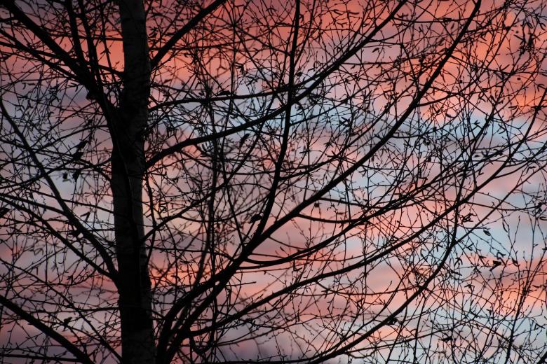Free stock image of Tree Closeup created by Pixabay