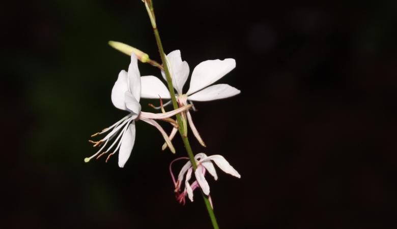 Free stock image of White Flower created by Pixabay