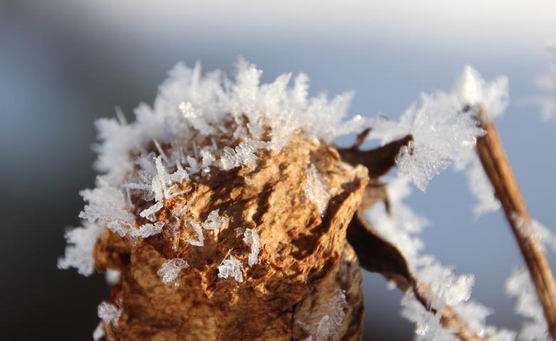 Free stock image of Withered Bloom created by Pixabay