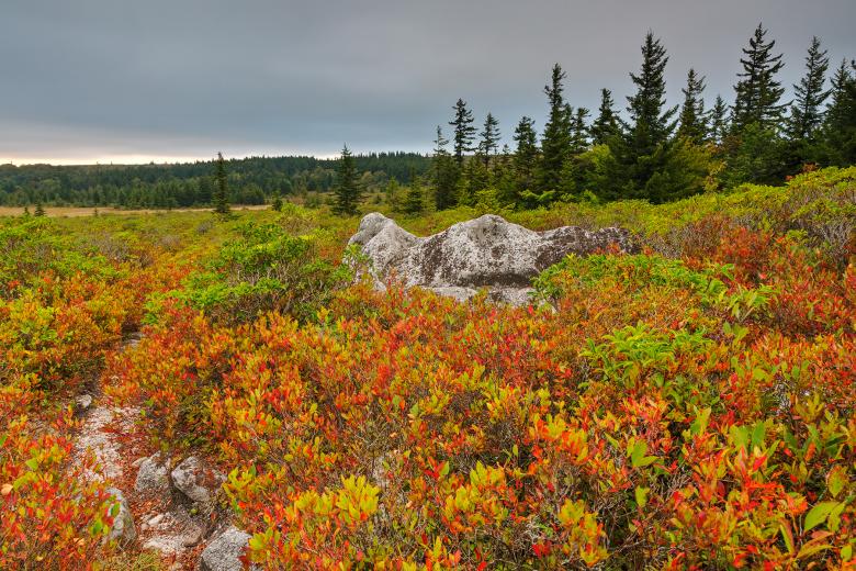 Free stock image of Cloudy Dolly Sods Sunset - HDR created by Nicolas Raymond