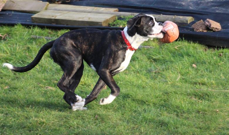 Free stock image of Boxer Dog created by Pixabay